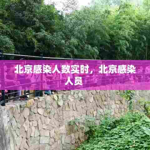 北京感染人数实时,北京感染人员