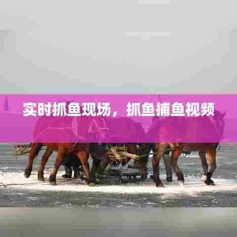 实时抓鱼现场，抓鱼捕鱼视频 