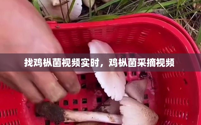 找鸡枞菌视频实时,鸡枞菌采摘视频