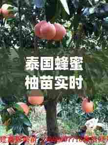 泰国蜂蜜柚苗实时报价表,泰国蜜柚几月份成熟