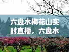 六盘水梅花山实时直播,六盘水梅花山景区全图