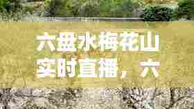 六盘水梅花山实时直播,六盘水梅花山景区全图