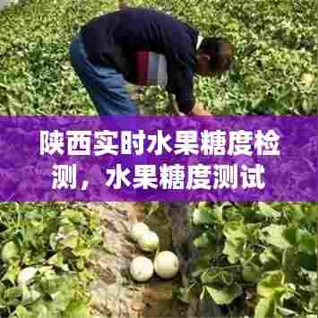 陕西实时水果糖度检测，水果糖度测试 