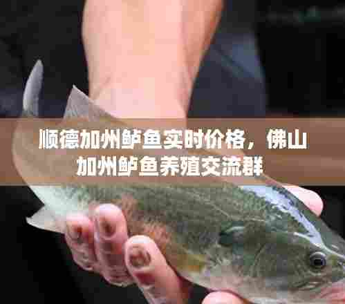 顺德加州鲈鱼实时价格,佛山加州鲈鱼养殖交流群