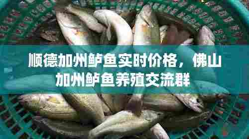 顺德加州鲈鱼实时价格,佛山加州鲈鱼养殖交流群