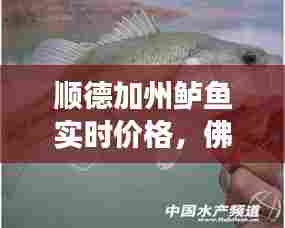 顺德加州鲈鱼实时价格,佛山加州鲈鱼养殖交流群
