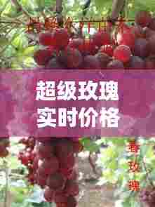 超级玫瑰实时价格走势图，超级玫瑰香葡萄 