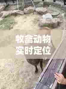 牧禽动物实时定位,牲畜定位