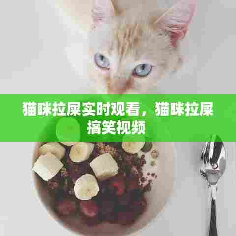 猫咪拉屎实时观看，猫咪拉屎搞笑视频 