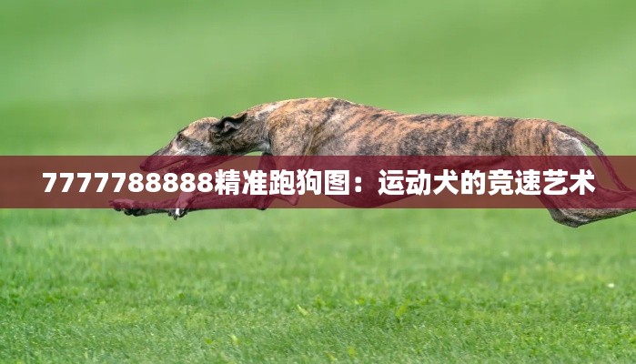 7777788888精准跑狗图：运动犬的竞速艺术