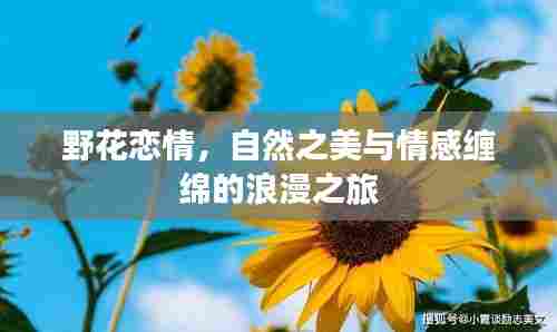 野花恋情，自然之美与情感缠绵的浪漫之旅