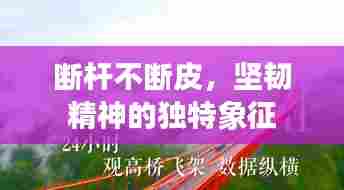 断杆不断皮,坚韧精神的独特象征