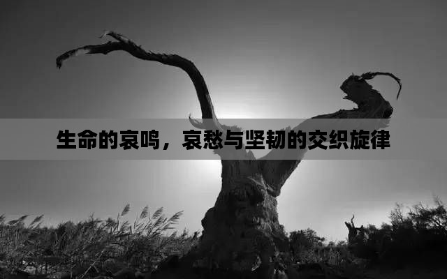 生命的哀鸣,哀愁与坚韧的交织旋律