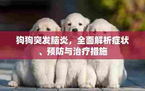狗狗突发脑炎,全面解析症状、预防与治疗措施