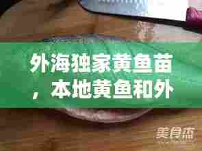 外海独家黄鱼苗,本地黄鱼和外海黄鱼