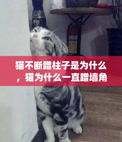 猫不断蹭柱子是为什么,猫为什么一直蹭墙角