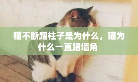 猫不断蹭柱子是为什么,猫为什么一直蹭墙角