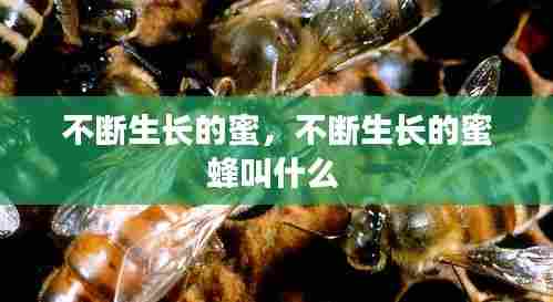 不断生长的蜜,不断生长的蜜蜂叫什么