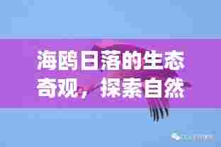 海鸥日落的生态奇观,探索自然之美与生态观察