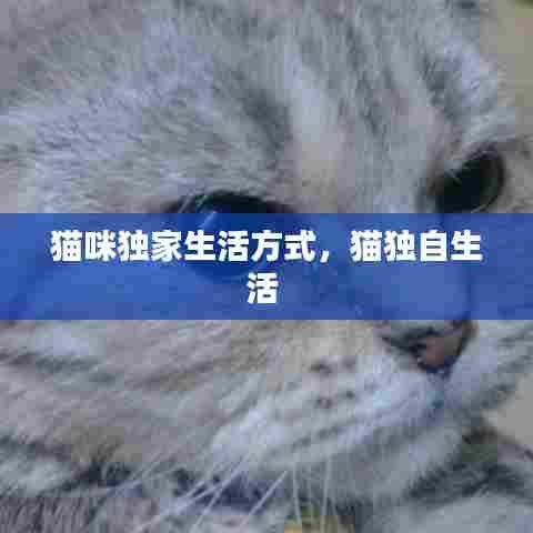 猫咪独家生活方式,猫独自生活