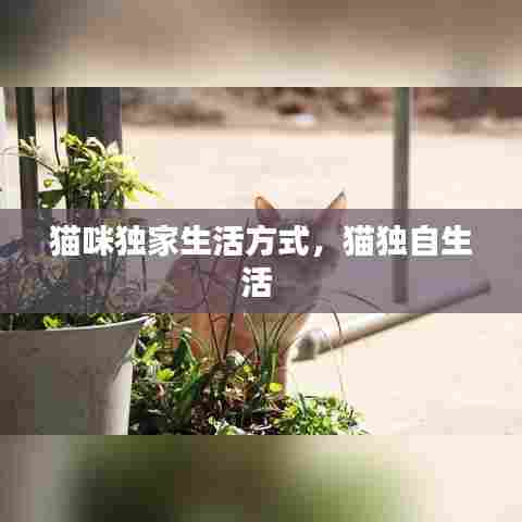 猫咪独家生活方式,猫独自生活