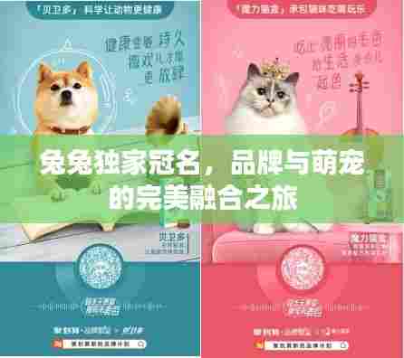 兔兔独家冠名，品牌与萌宠的完美融合之旅