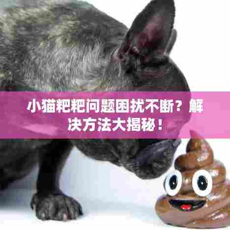 小猫粑粑问题困扰不断?解决方法大揭秘!