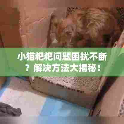 小猫粑粑问题困扰不断?解决方法大揭秘!