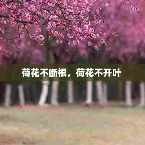 荷花不断根，荷花不开叶 