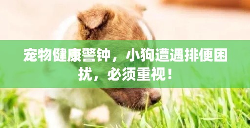 宠物健康警钟，小狗遭遇排便困扰，必须重视！