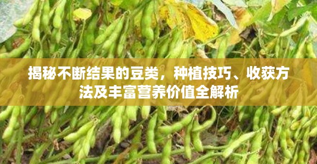揭秘不断结果的豆类,种植技巧、收获方法及丰富营养价值全解析