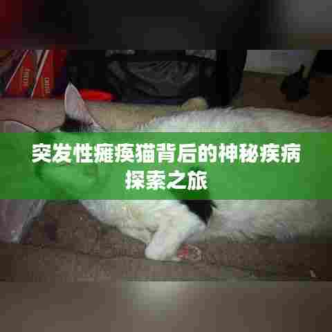 突发性瘫痪猫背后的神秘疾病探索之旅