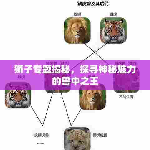 狮子专题揭秘，探寻神秘魅力的兽中之王