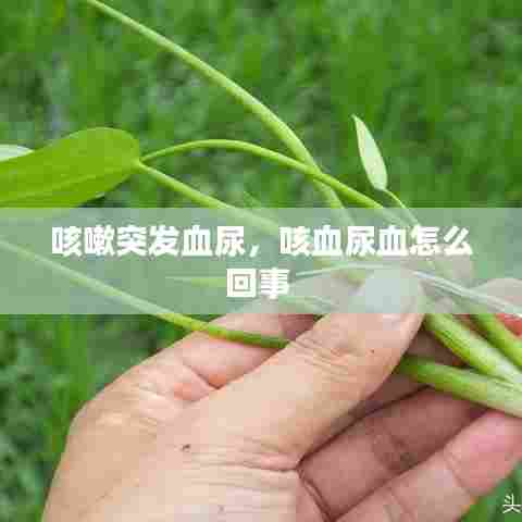 咳嗽突发血尿,咳血尿血怎么回事