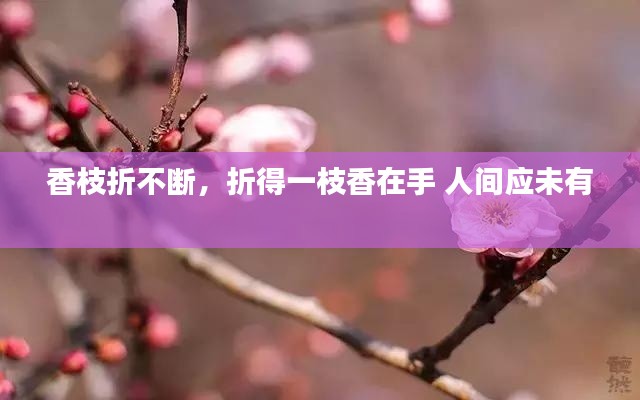 香枝折不断,折得一枝香在手 人间应未有