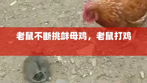 老鼠不断挑衅母鸡,老鼠打鸡