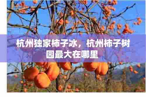 杭州独家柿子冰,杭州柿子树园最大在哪里