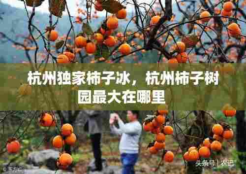 杭州独家柿子冰,杭州柿子树园最大在哪里