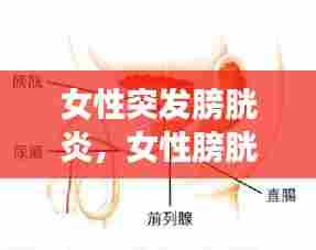 女性突发膀胱炎,女性膀胱炎会引起什么并发症