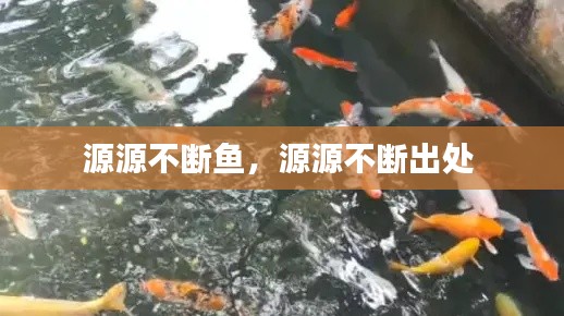 源源不断鱼，源源不断出处 