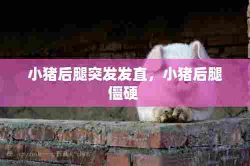小猪后腿突发发直,小猪后腿僵硬