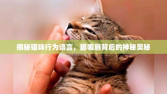 揭秘猫咪行为语言，舔嘴唇背后的神秘奥秘