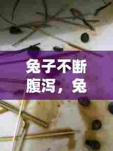 兔子不断腹泻，兔子一直拉肚子得了什么病 