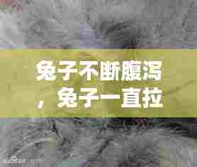 兔子不断腹泻,兔子一直拉肚子得了什么病