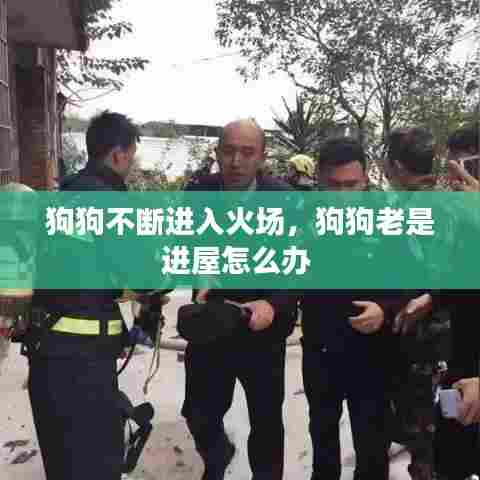 狗狗不断进入火场,狗狗老是进屋怎么办