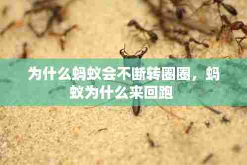 为什么蚂蚁会不断转圈圈,蚂蚁为什么来回跑