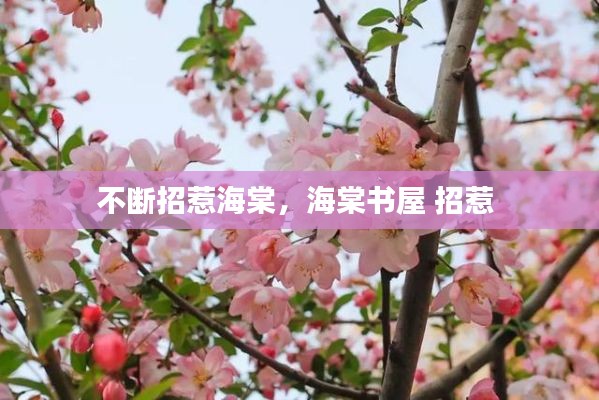 不断招惹海棠，海棠书屋 招惹 