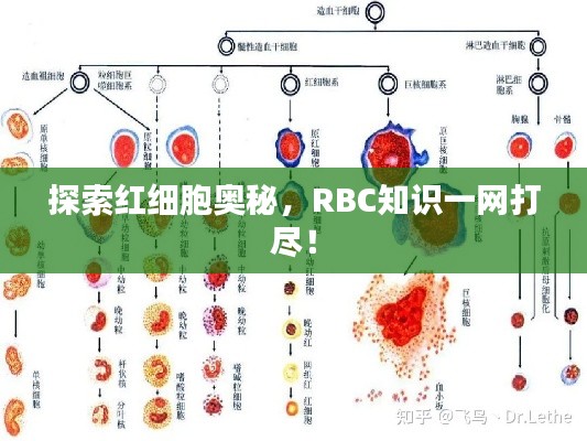 探索红细胞奥秘,RBC知识一网打尽!