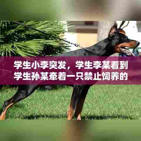 学生小李突发，学生李某看到学生孙某牵着一只禁止饲养的烈性犬 