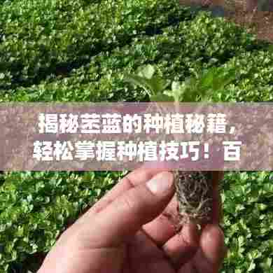 揭秘苤蓝的种植秘籍,轻松掌握种植技巧!百度推荐!